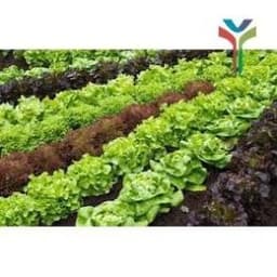 1Kg Đất sạch vi sinh siêu dinh dưỡng diệt trùng kháng khuẩn cực tốt chuyên dùng trồng Rau củ quả sạch - Cây cảnh - Hoa 5
