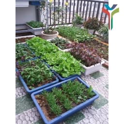 1Kg Đất sạch vi sinh siêu dinh dưỡng diệt trùng kháng khuẩn cực tốt chuyên dùng trồng Rau củ quả sạch - Cây cảnh - Hoa 6