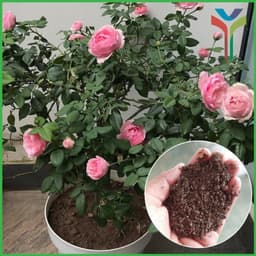 1Kg Đất sạch vi sinh siêu dinh dưỡng diệt trùng kháng khuẩn cực tốt chuyên dùng trồng Rau củ quả sạch - Cây cảnh - Hoa 8