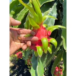 Chế phẩm NANO BẠC ngừa nấm, cây ăn trái và hoa  500ml. 2