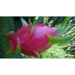 Bộ xịt trái thanh long sau khi rút râu - 8 món. 7