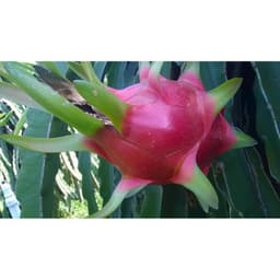 Bộ xịt trái thanh long sau khi rút râu - 8 món. 8