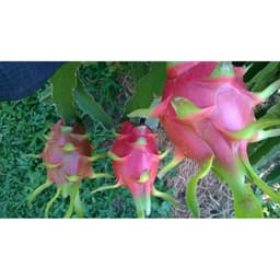 Bộ xịt trái thanh long sau khi rút râu - 8 món. 5