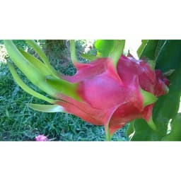 Bộ xịt trái thanh long sau khi rút râu - 8 món. 6