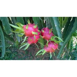 Bộ xịt trái thanh long sau khi rút râu - 8 món. 2