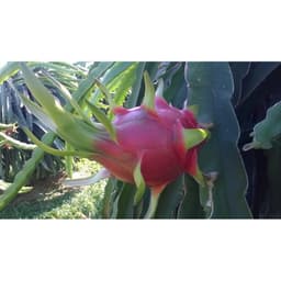 Bộ xịt trái thanh long sau khi rút râu - 8 món. 4