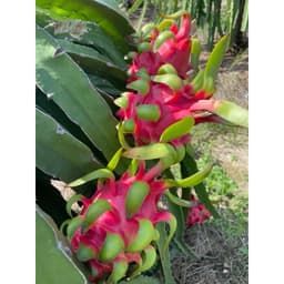 Bộ tạo màu trái, nặng ký, tạo độ ngọt cho trái thanh long, 1 bộ pha 16 lít nước. 9