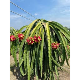 Bộ tạo màu trái, nặng ký, tạo độ ngọt cho trái thanh long, 1 bộ pha 16 lít nước. 7