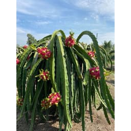 Bộ tạo màu trái, nặng ký, tạo độ ngọt cho trái thanh long, 1 bộ pha 16 lít nước. 8