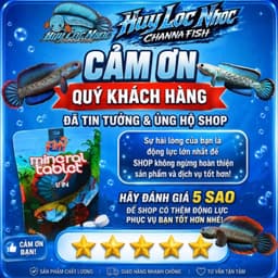 Cám LEXUS PRO+ FOR AURANTI 4mm25g Cho Cá Lóc Nữ Hoàng - Thức Ăn Chuyên Dụng Cho Nữ Hoàng, Hỗ Trợ Viền Trắng Và Mờ Batik 8