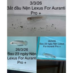 Cám LEXUS Channa Fish Feed Cho Cá Lóc Lạnh, Hỗ Trợ Khung Xương, Nan Kỳ Cao, Tăng Viền Lửa 6