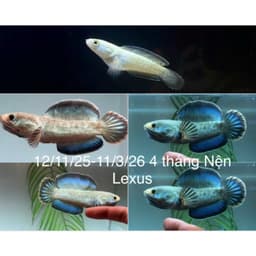Cám LEXUS Channa Fish Feed Cho Cá Lóc Lạnh, Hỗ Trợ Khung Xương, Nan Kỳ Cao, Tăng Viền Lửa 7