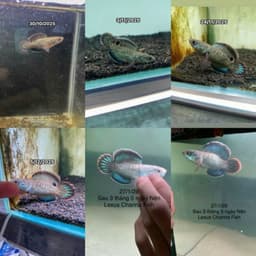 Cám LEXUS Channa Fish Feed Cho Cá Lóc Lạnh, Hỗ Trợ Khung Xương, Nan Kỳ Cao, Tăng Viền Lửa 5