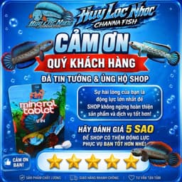 Cám LEXUS Channa Fish Feed Cho Cá Lóc Lạnh, Hỗ Trợ Khung Xương, Nan Kỳ Cao, Tăng Viền Lửa 8