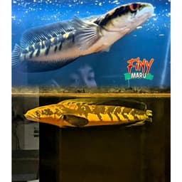 Cám FINY MARU Cho Cá Lóc Vảy Rồng | Vảy Rồng Đỏ, Vảy Rồng Vàng | Hỗ Trợ Lên Màu Yellow Red, Hoa Văn Batik 7