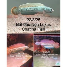 Cám LEXUS Channa Fish Feed 1mm 25g Cho Cá Lóc Lạnh, Hỗ Trợ Khung Xương, Nan Kỳ Cao, Tăng Viền Lửa 6