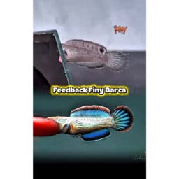 Cám FINY Barca 10g Bản Mới Cho Cá Lóc Cảnh | Thức Ăn Cá Lóc Lạnh Hỗ Trợ Vây Kỳ, Viền Lửa, Lên Màu 3