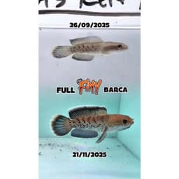 Cám FINY Barca 10g Bản Mới Cho Cá Lóc Cảnh | Thức Ăn Cá Lóc Lạnh Hỗ Trợ Vây Kỳ, Viền Lửa, Lên Màu 5