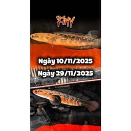 Cám FINY Barca 10g Bản Mới Cho Cá Lóc Cảnh | Thức Ăn Cá Lóc Lạnh Hỗ Trợ Vây Kỳ, Viền Lửa, Lên Màu 6