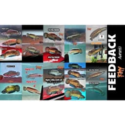 Cám FINY MARU 2mm 70g Cho Cá Lóc Vảy Rồng | Vảy Rồng Đỏ, Vảy Rồng Vàng | Hỗ Trợ Lên Màu Yellow Red, Hoa Văn Batik 6