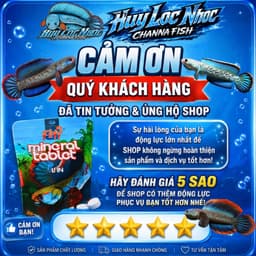 Cám LOSPOLOS 25g Nhập Khẩu Indonesia | Kích Viền Trắng, Xóa Batik, Tăng Màu Xanh Cho Cá Lóc Lạnh 9