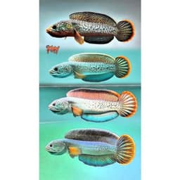 Tép Sấy FINY Cao Đạm Cho Cá Cảnh | Giàu Protein Hỗ Trợ Lên Màu, Viền Sắc Nét | Cá Lóc, Cá Rồng, La Hán 7