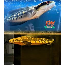 Tép Sấy FINY Cao Đạm Cho Cá Cảnh | Giàu Protein Hỗ Trợ Lên Màu, Viền Sắc Nét | Cá Lóc, Cá Rồng, La Hán 4