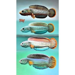 Tép Sấy FINY 35g Cao Đạm Cho Cá Cảnh | Thức Ăn Giàu Protein Hỗ Trợ Lên Màu | Cá Lóc, Cá Rồng, La Hán 5