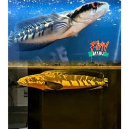 Tép Sấy FINY 35g Cao Đạm Cho Cá Cảnh | Thức Ăn Giàu Protein Hỗ Trợ Lên Màu | Cá Lóc, Cá Rồng, La Hán 7