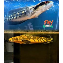 Cám FINY MARU 4mm 35g Cho Cá Lóc Vảy Rồng | Vảy Rồng Đỏ, Vảy Rồng Vàng | Hỗ Trợ Lên Màu Yellow Red, Hoa Văn Batik 7