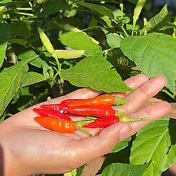 [GÓI 30 HẠT] Hạt giống Ớt Xiêm Rừng siêu cay, trái sai, sinh trưởng khỏe, trồng quanh năm - Hạt Giống Nhà Nông 7