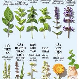 DK JESSI THẢO MỘC TRỘN THỨC ĂN CHO HAMSTER thanh nhiệt giải độc duy trì cân bằng lượng đường trong máu 5