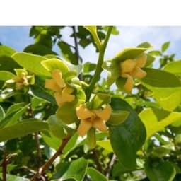 Túi 1kg Kali kích ra hoa đậu quả quả cứng cáp chống rụng trái non ngọt quả 2