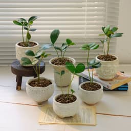 Cây Thiên Tuế mexico , Cỏ 4 lá 5