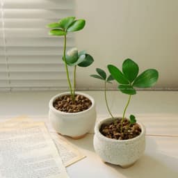 Cây Thiên Tuế mexico , Cỏ 4 lá 2
