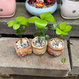 Cây Thiên Tuế mexico , Cỏ 4 lá 3