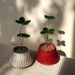 Cây Thiên Tuế mexico , Cỏ 4 lá 4