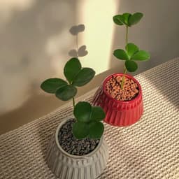 Cây Thiên Tuế mexico , Cỏ 4 lá 1