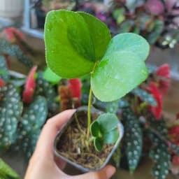Cây Thiên Tuế mexico , Cỏ 4 lá 7