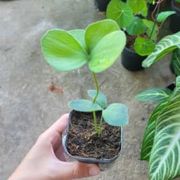 Cây Thiên Tuế mexico , Cỏ 4 lá 6