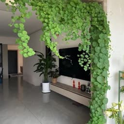 Cây Bình Vôi khỏe mạnh, leo tốt, trang trí nhà cửa 2