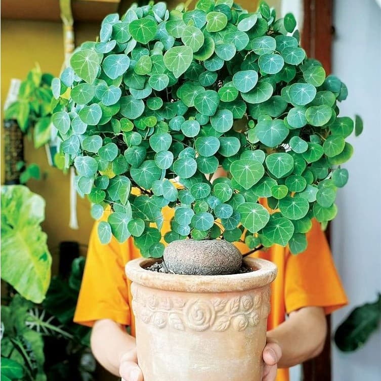 Cây Bình Vôi khỏe mạnh, leo tốt, trang trí nhà cửa