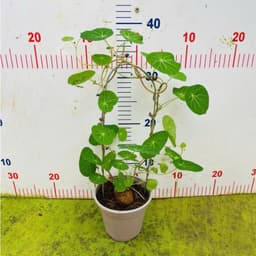 Cây Bình Vôi khỏe mạnh, leo tốt, trang trí nhà cửa 3