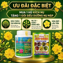 MP-SIÊU KÍCH NỤ MAI CHAI 100GR-SIÊU NỤ, SIÊU HOA( mua 1 tặng 1) 1