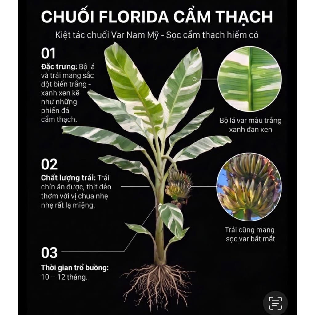Cây giống chuối Florida cẩm thạch, trái ăn ngọt thơm như chuối cau và có sọc trắng xanh