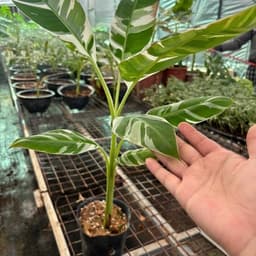 Cây giống chuối Florida cẩm thạch, trái ăn ngọt thơm như chuối cau và có sọc trắng xanh 2
