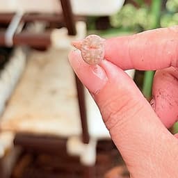 [mieugarden][Mua 5 tặng 1- 10 tặng 2] Lithops Coleorum C396 - Lithop hồng nhạt size mini từ 0.8-1cm siêu dễ thương 4