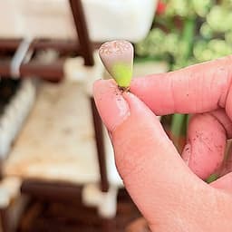 [mieugarden][Mua 5 tặng 1- 10 tặng 2] Lithops Coleorum C396 - Lithop hồng nhạt size mini từ 0.8-1cm siêu dễ thương 5