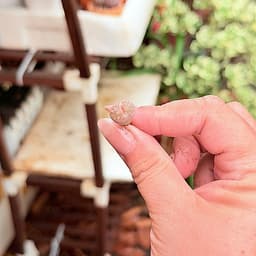 [mieugarden][Mua 5 tặng 1- 10 tặng 2] Lithops Coleorum C396 - Lithop hồng nhạt size mini từ 0.8-1cm siêu dễ thương 6