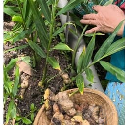 Yagita Mật Ong Ngâm Tỏi Gừng  Mật Ong Hoa rừng Mộc Châu Kết Hợp Tỏi tím ta Gừng ta Xay Nhuyễn Dễ Dùng 500ml hủ thủy tinh 7